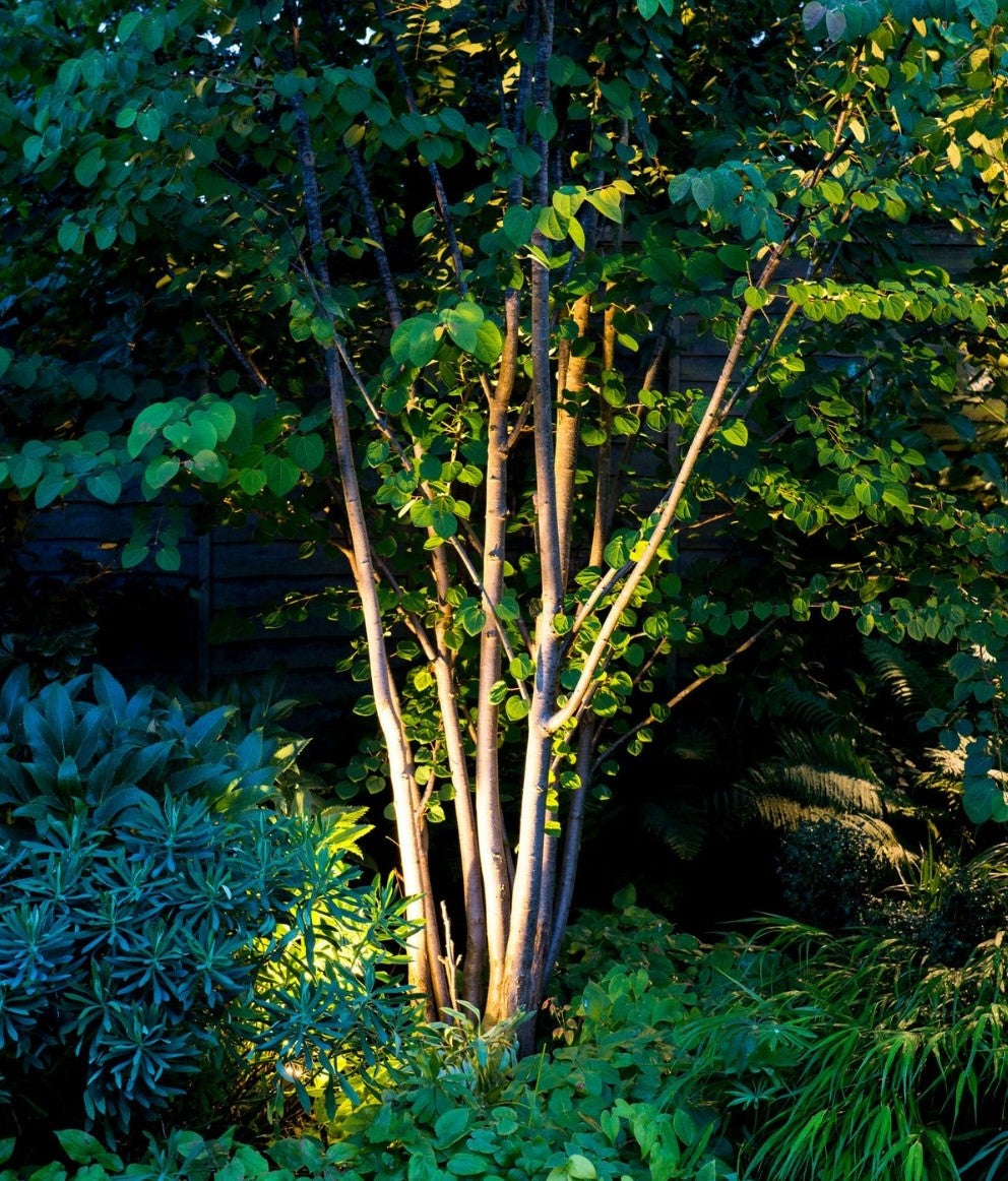 s´avonds verlichte boom met Tyra grondspot.