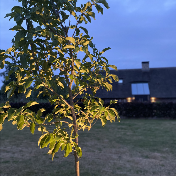 Lina prikspot | 5 watt